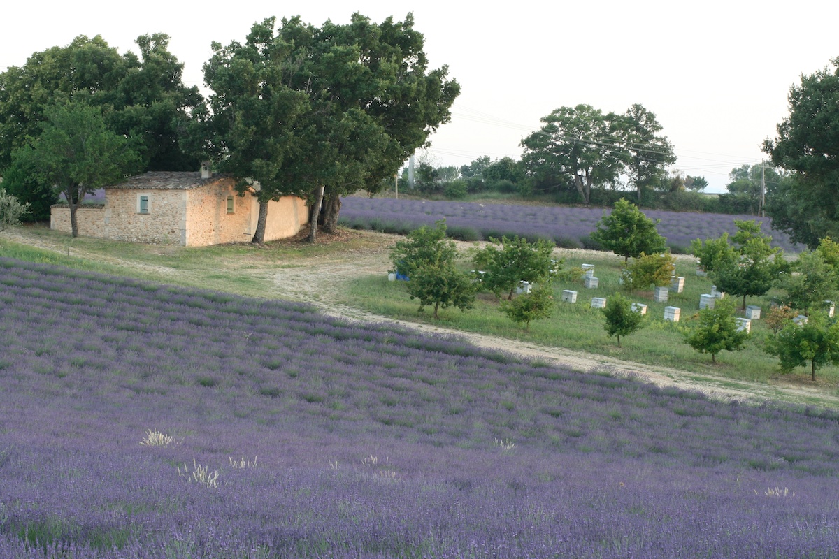 Provence 11