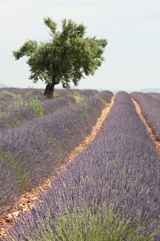 Provence 08